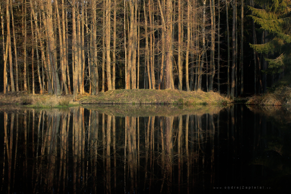 Fotografie Forest Pond, na fotce: nature, morning, water, forest, autor: Ondřej Zapletal