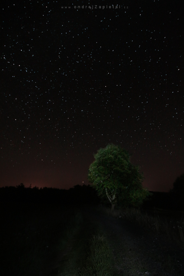 Fotografie Enlightened Tree, na fotce: night, trees, summer, autor: Ondřej Zapletal