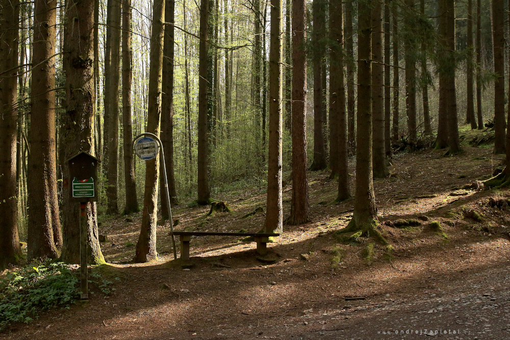 Fotografie Bus Stop in Forest, na fotce: forest, trees, spring, autor: Ondřej Zapletal