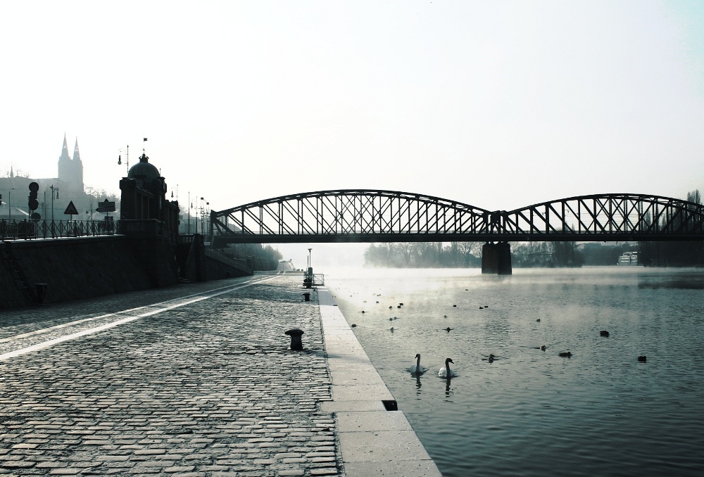 Hungry Birds (On the photo:  (Cityscape photography) most, řeka, ptáci, cesta, zima)