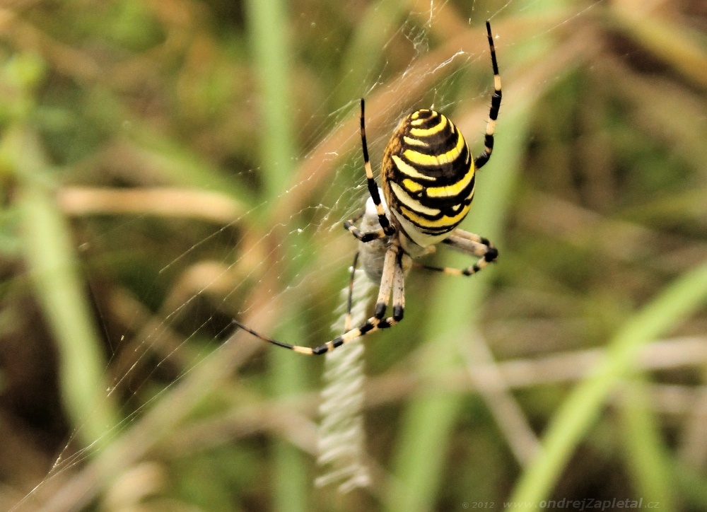 Wasp Spider (On the photo:  (Nature photography) příroda, zvířata)