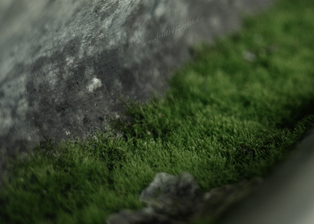 Tunnel Grass (On the photo:  (Nature photography) beton, příroda, život, makro, mech)