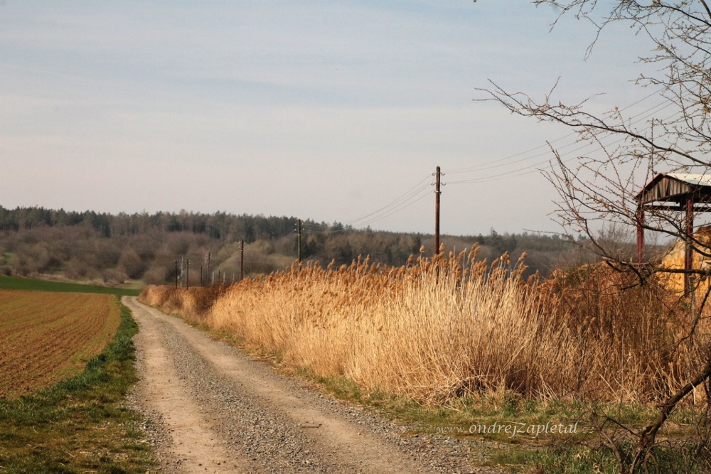 To the Woods (On the photo:  stromy, cesta, elektřina, pole)
