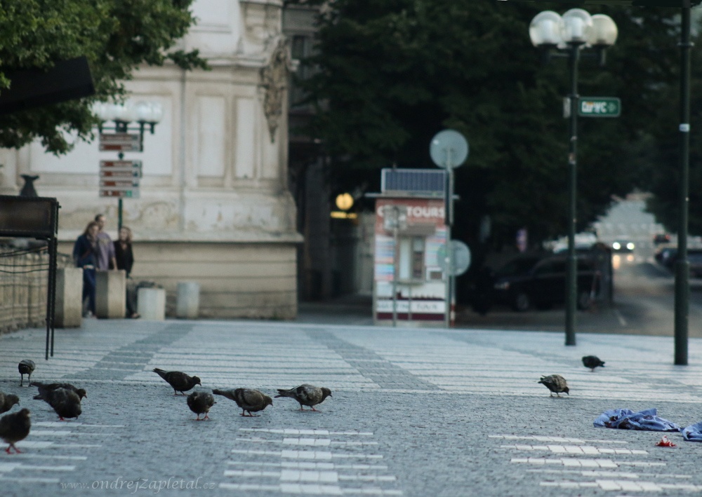 Pigeons on Square (On the photo:  (Urban photography) praha, ptáci, ráno)