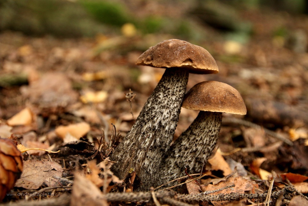 Rough-stemmed Bolete (On the photo:  (Nature photography) příroda, houby, podzim)