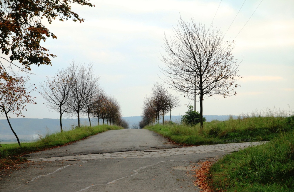 Road to Střížov (On the photo:  cesta, stromy, podzim)
