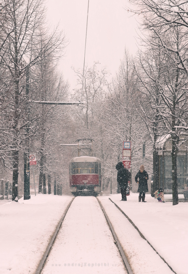 Into Blizzard (On the photo:  (Urban photography) zima, tramvaj, praha, stromy, elektřina)