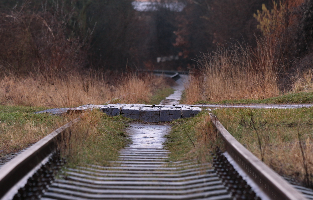 Crossing (On the photo:  cesta, vlak, venkov, stromy)