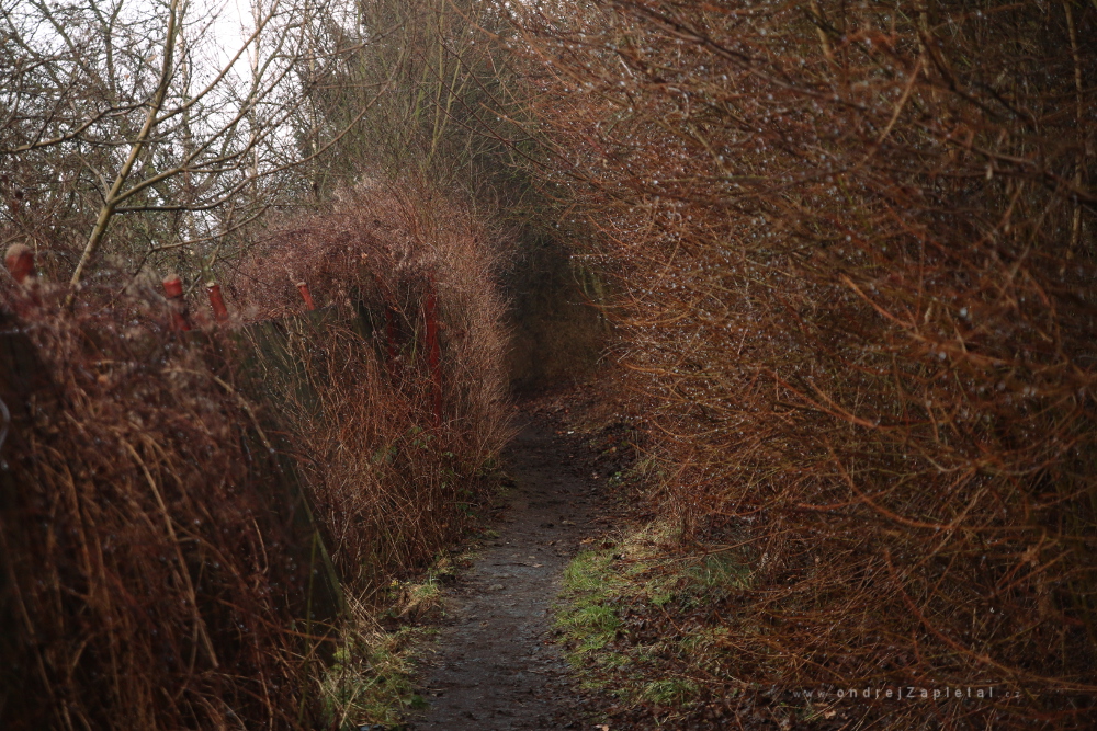 Thorny Road (On the photo:  cesta, stromy, zima)