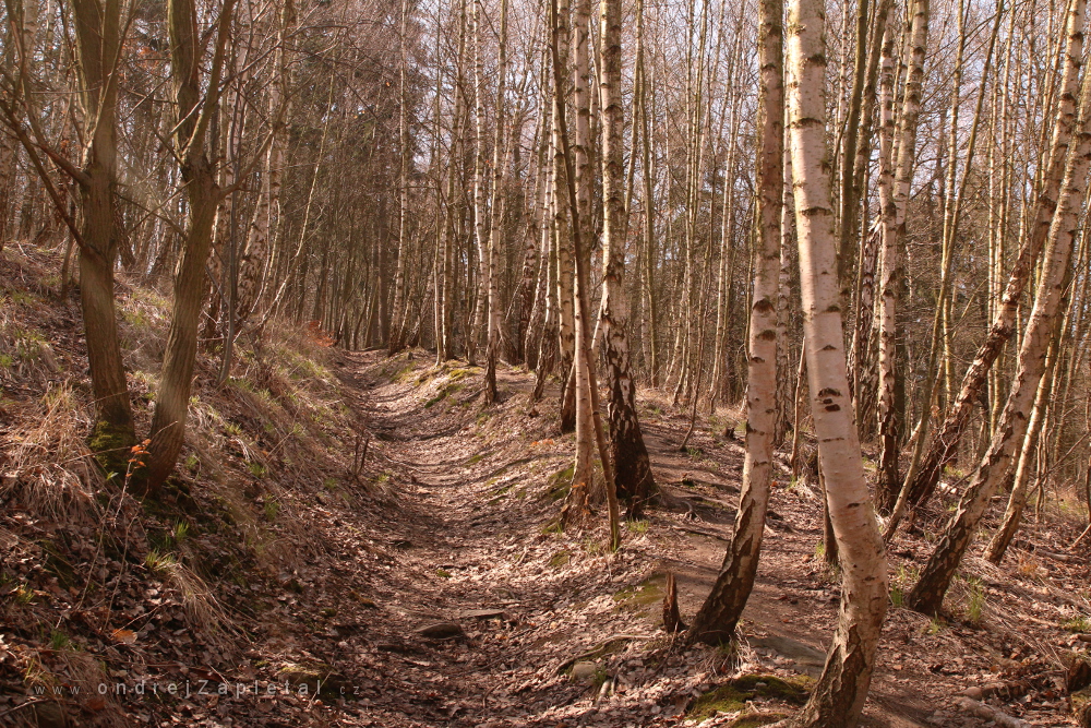 Path through a Birch Forest (On the photo:  cesta, stromy)