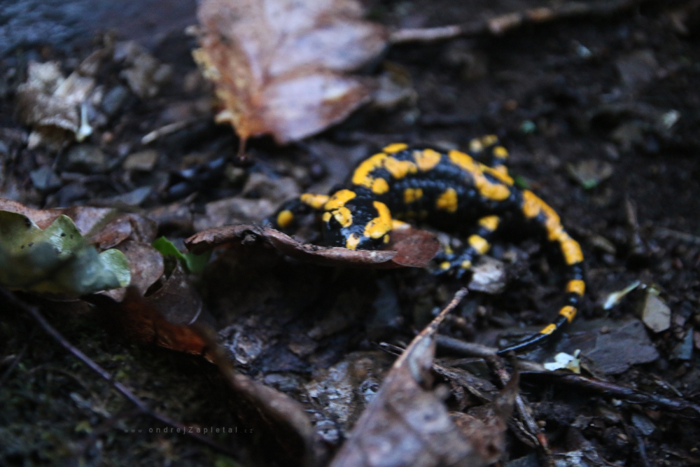 Salamander (On the photo:  (Nature photography) příroda, zvířata)