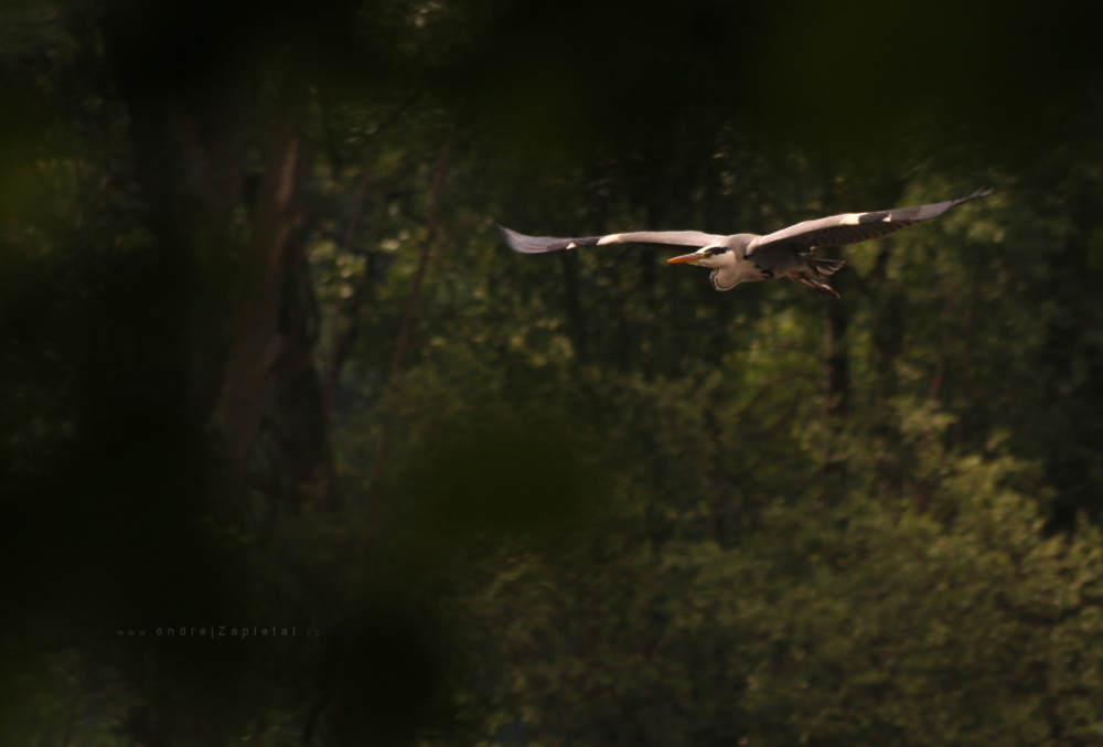 Grey Heron (On the photo:  (Nature photography) ptáci, stromy, příroda)
