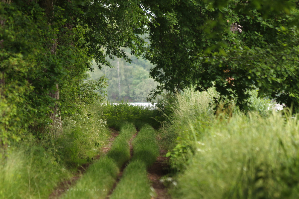 Through a Green Window (On the photo:  cesta, stromy)