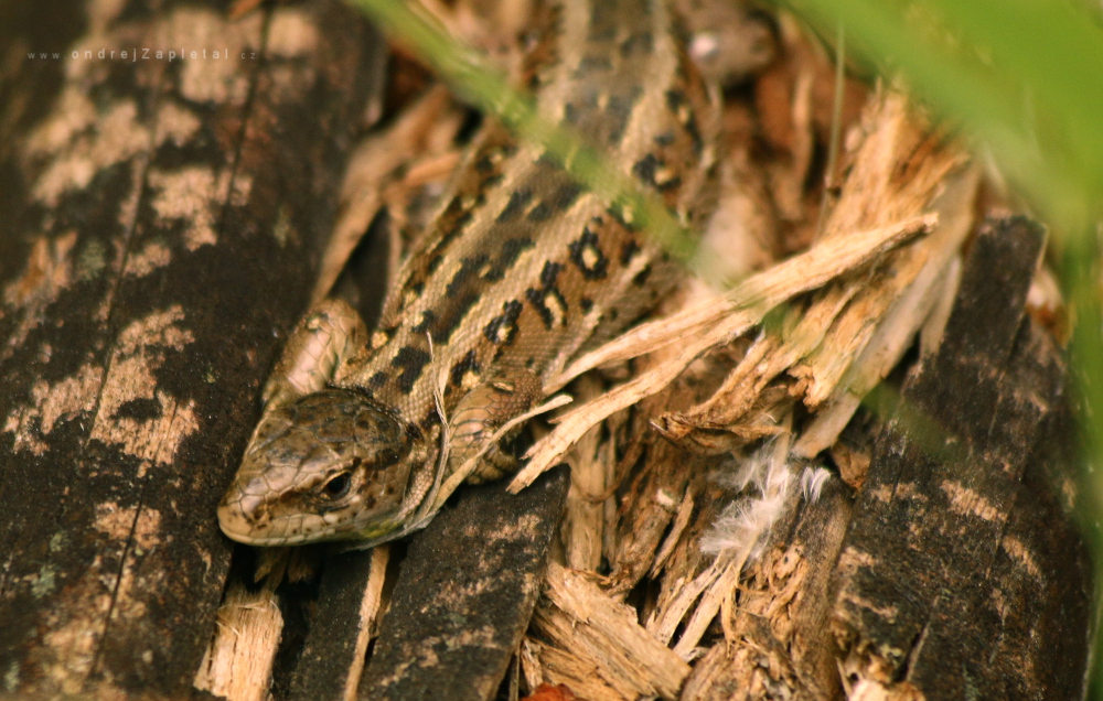Lizard (On the photo:  (Nature photography) příroda, zvířata)