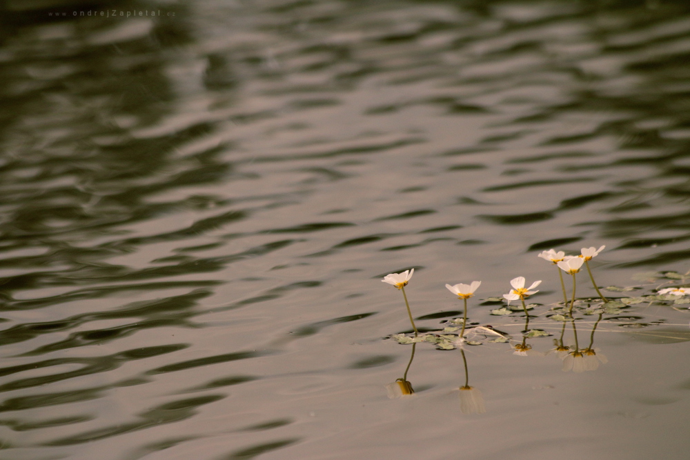 Flower Island (On the photo:  (Nature photography) příroda, voda, květiny)