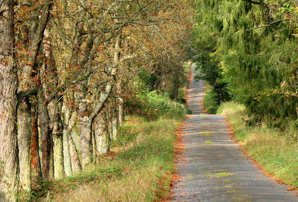 Orange Lines (On the photo:  cesta, stromy, podzim)