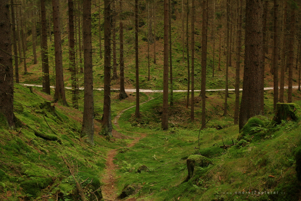 Path to a Notch (On the photo:  stromy, cesta, les)