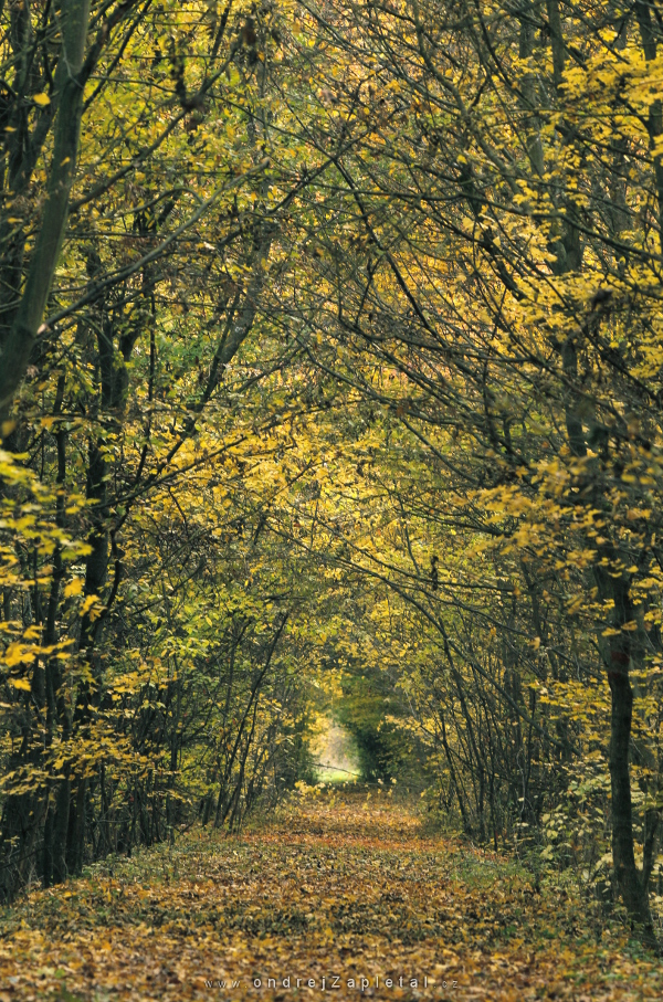 Autumn Path (On the photo:  cesta, podzim, stromy)