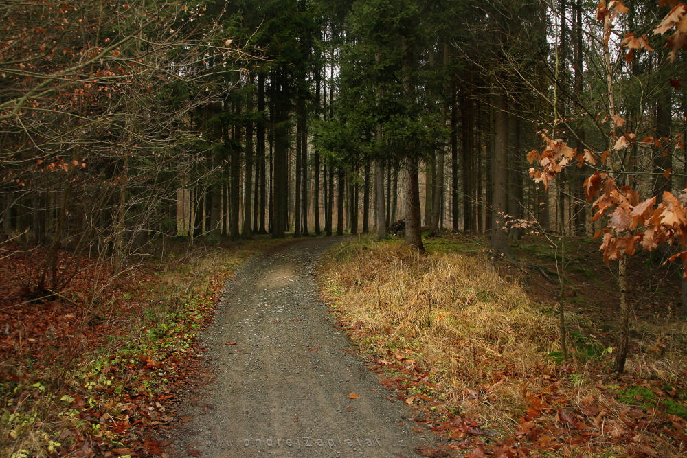 Into a Fall Woods (On the photo:  cesta, les, stromy)