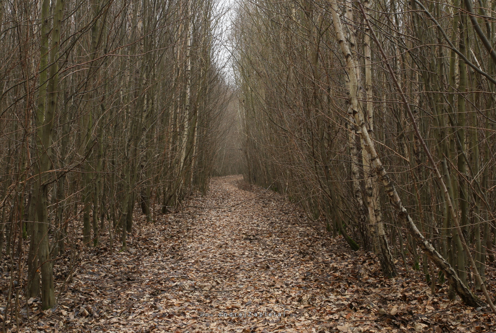 Through a Birch Forest (On the photo:  les, cesta, podzim)