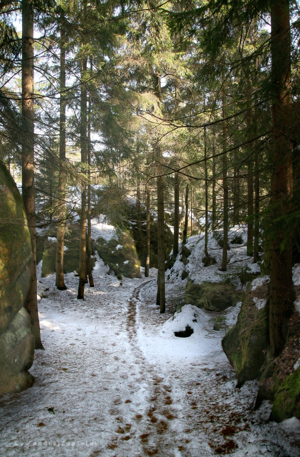 Path during Winter (On the photo:  (Nature photography) les, stromy, příroda, zima, sníh, cesta, skála)