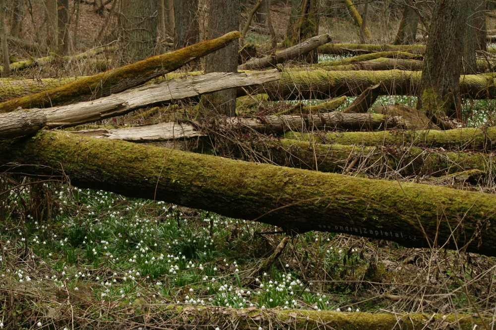 Snowflake Valley (On the photo:  (Nature photography) příroda, stromy, květiny, jaro)