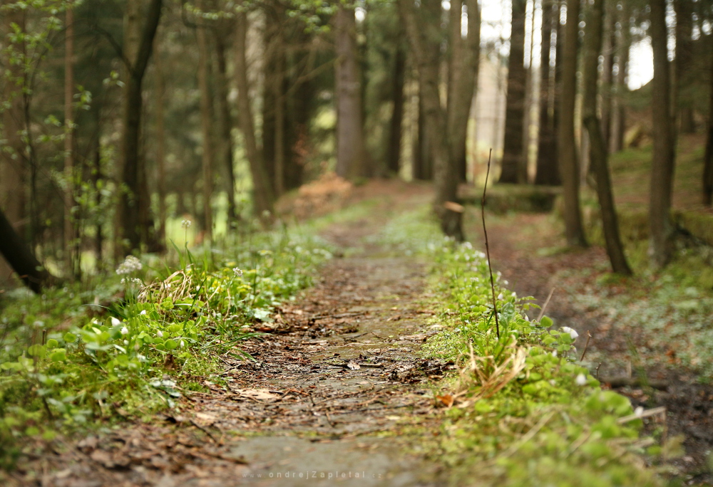 Spring Awakens (On the photo:  stromy, jaro, cesta)