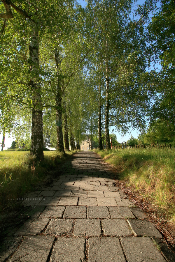 Through Birches to the Railstation (On the photo:  cesta, stromy, ráno, venkov, léto)