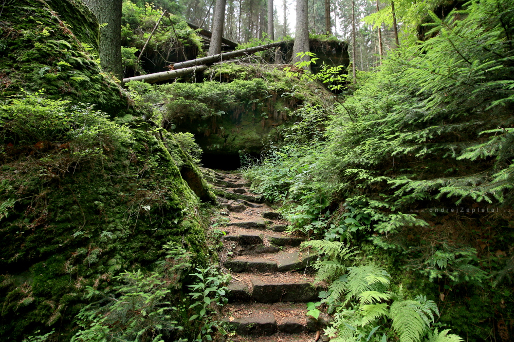 Fotografie Stairs in a Green, na fotce: path, forest, moss, autor: Ondřej Zapletal