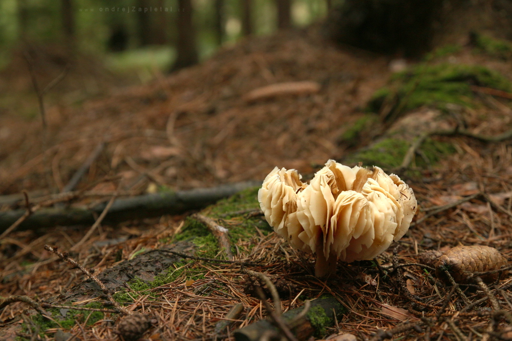 Forest Flower (On the photo:  (Nature photography) houby, les, květiny, příroda)