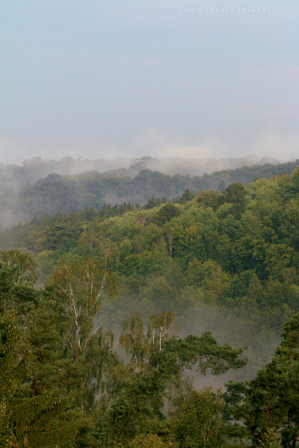 Mist from Hills (On the photo:  (Nature photography) léto, ráno, příroda, stromy, mlha)
