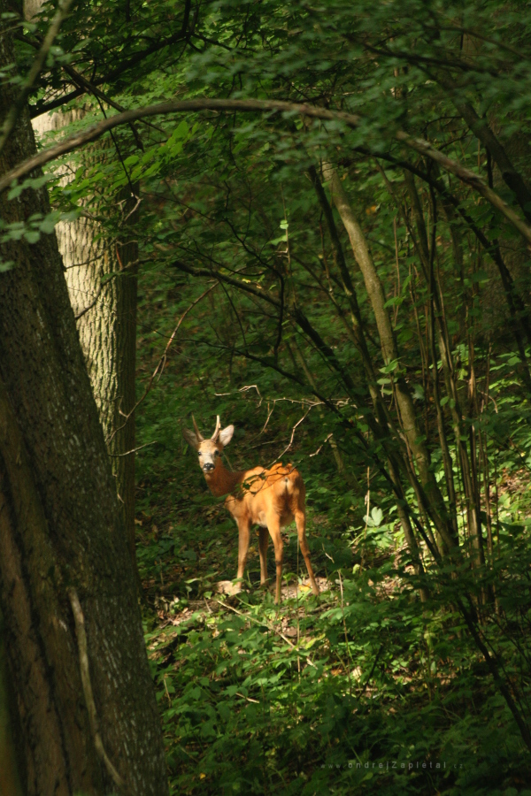 A Look (On the photo:  (Nature photography) příroda, zvířata, les)