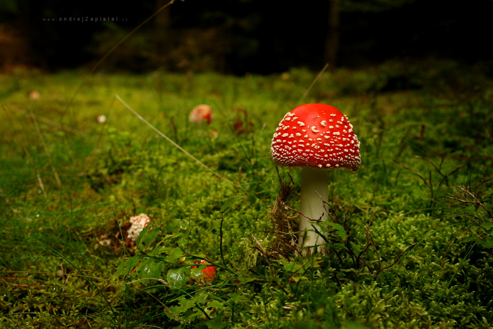 Mushrooms (On the photo:  houby, les)