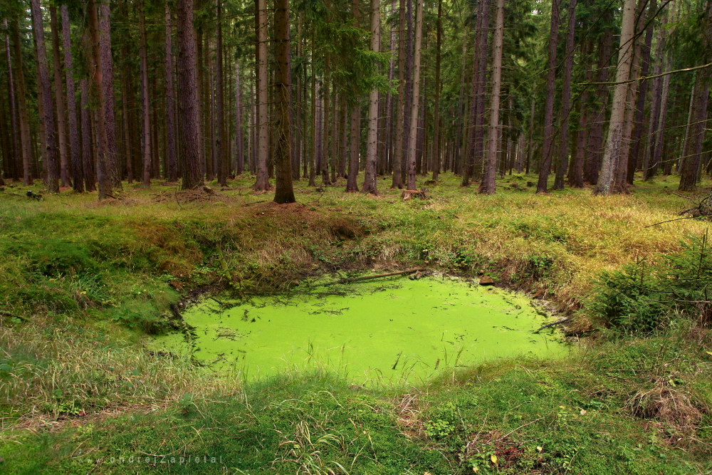 Little Green Lake (On the photo:  (Nature photography) voda, les, příroda)