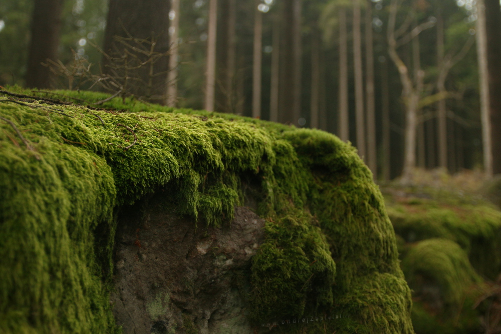Moss Overhang (On the photo:  (Nature photography) mech, les)