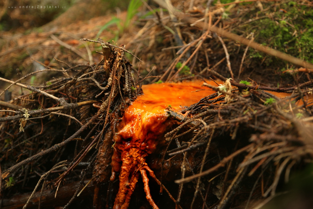 Fiery Elephant (On the photo:  (Nature photography) voda, příroda, les)