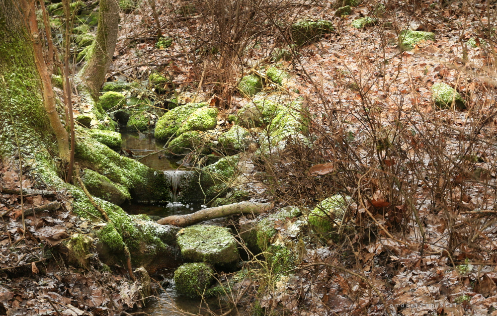 Through Frozen Land (On the photo:  (Nature photography) příroda, voda)