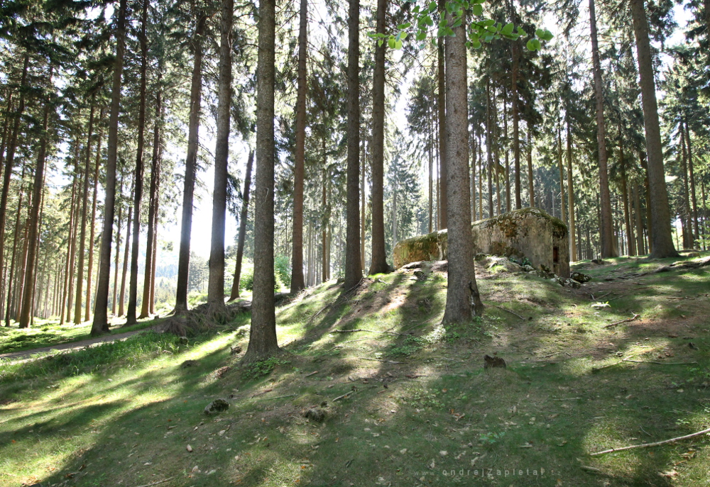 Bunker in the Woods (On the photo:  les, beton, stromy, mech, armáda)