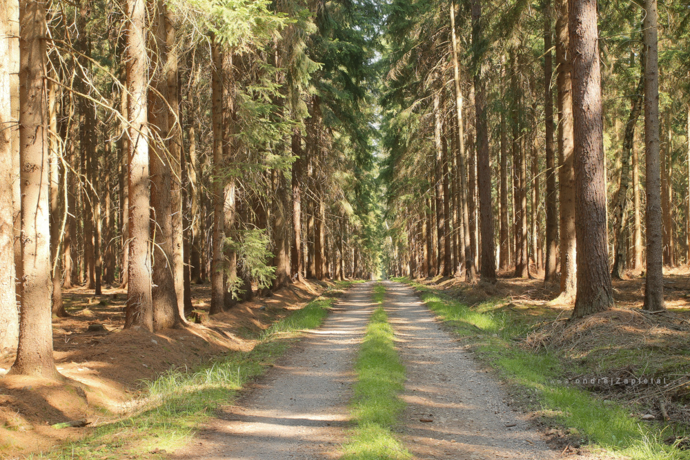 Forest Road (On the photo:  cesta, les, stromy)