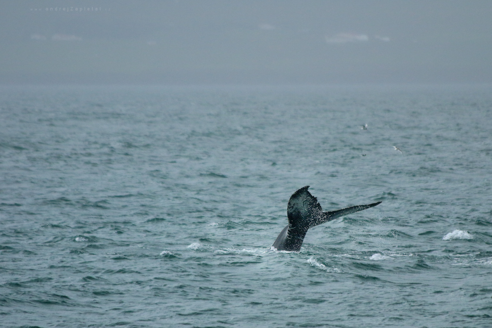 Back of a Humpback (On the photo:  (Nature photography) zvířata, příroda, moře)