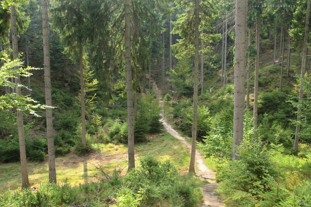 Fotografie A Little Path through Valley, na fotce: path, forest, nature, trees, autor: Ondřej Zapletal