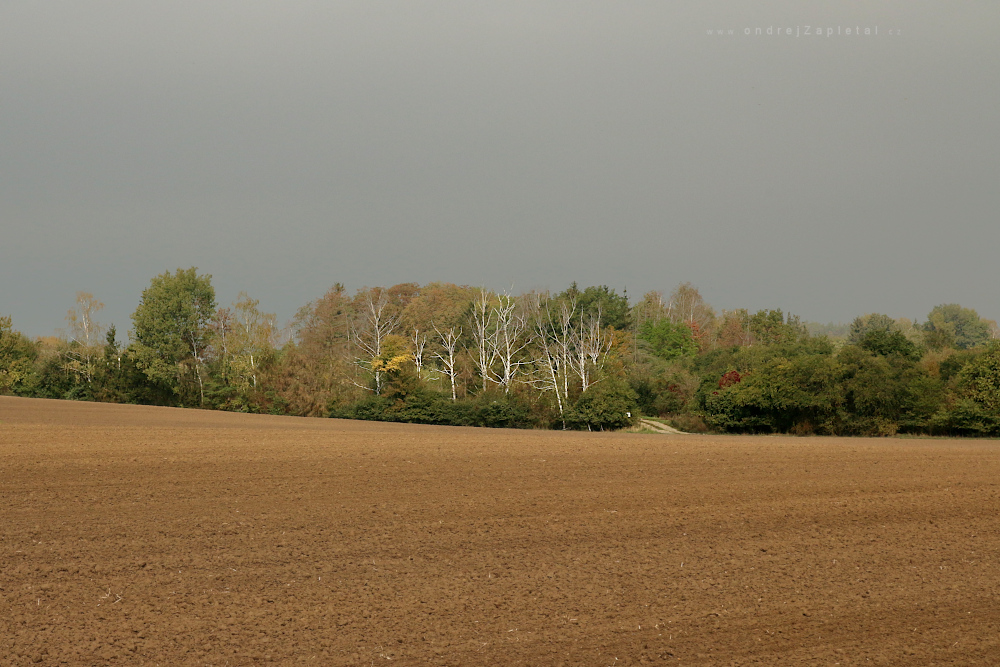 Bílé břízy (Na fotografii:  podzim, stromy, pole, venkov)