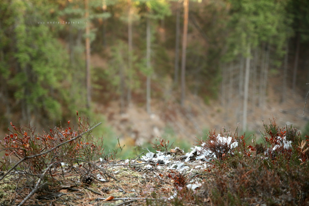 Yesterdays Dinner Place (On the photo:  (Nature photography) příroda, ptáci, les, stromy)