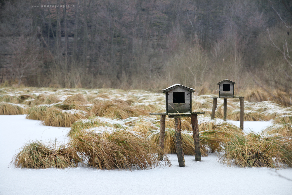 Goose Houses (On the photo:  ptáci, voda, zima)