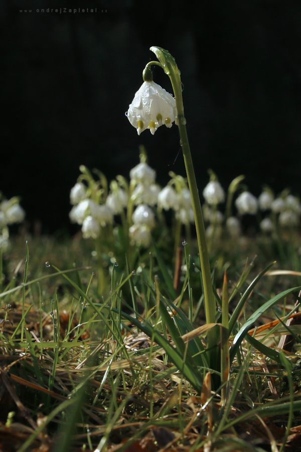 Snowflake (On the photo:  jaro, květiny, makro, louka)