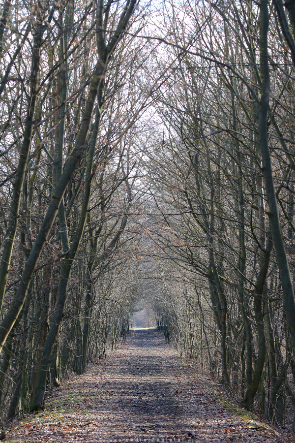 Prespring path (On the photo:  zima, cesta, stromy)