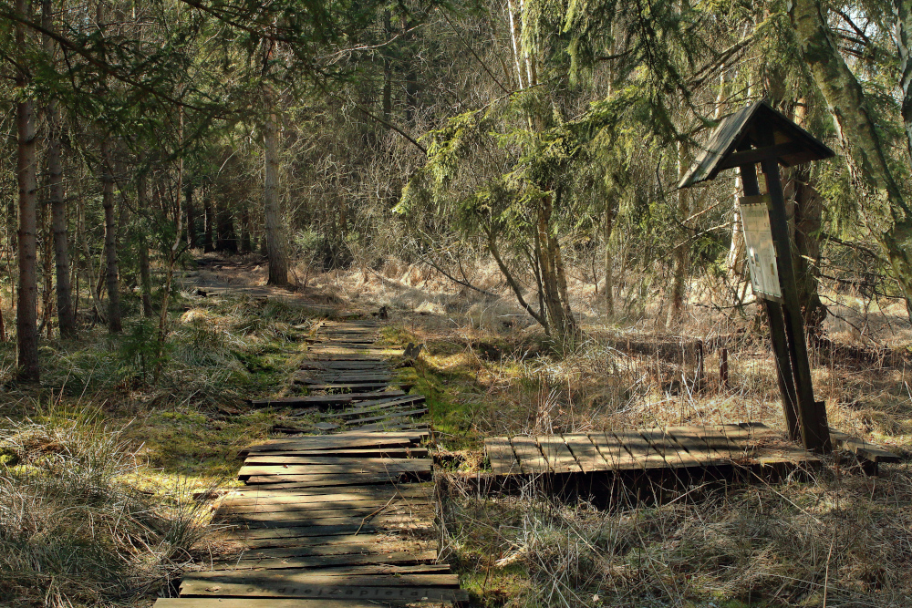 Wooden Path (On the photo:  cesta, les, stromy)