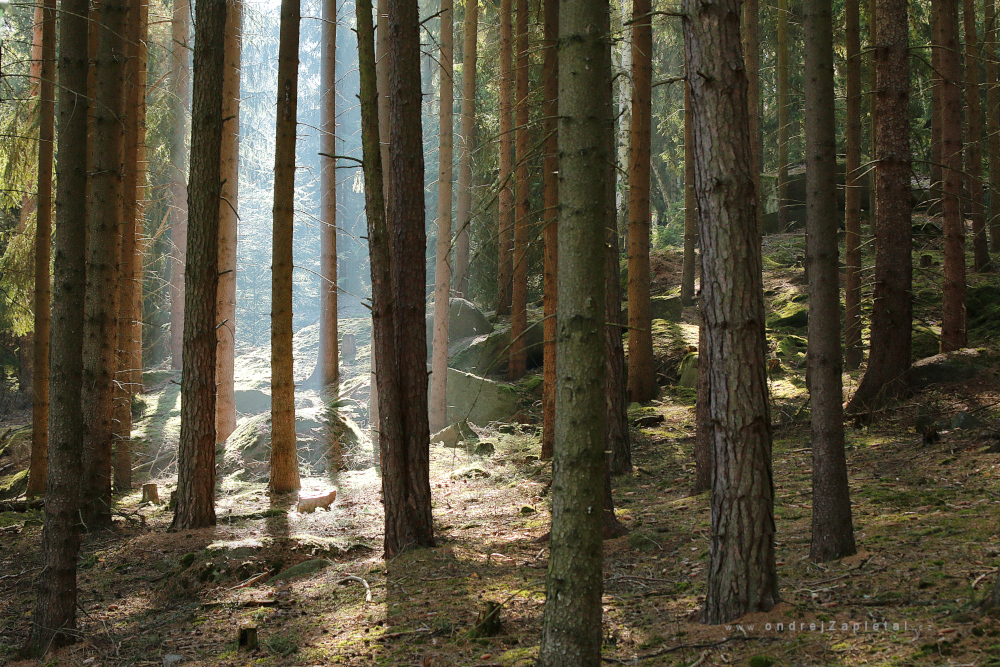 Light through Trees (On the photo:  (Nature photography) stromy, mech)