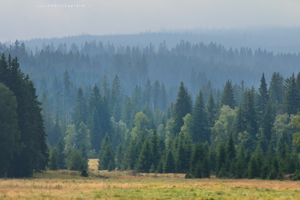 Fotografie Forest Layers, na fotce: nature, trees, forest, autor: Ondřej Zapletal
