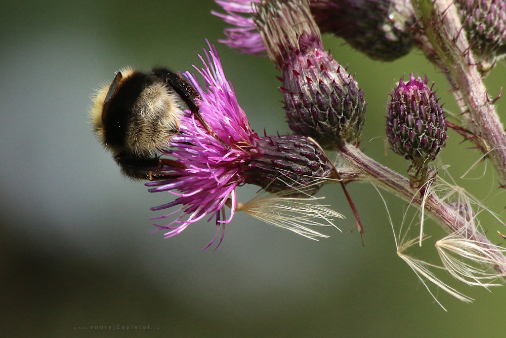 Fotografie Bumblebee Butt, na fotce: nature, life, summer, autor: Ondřej Zapletal